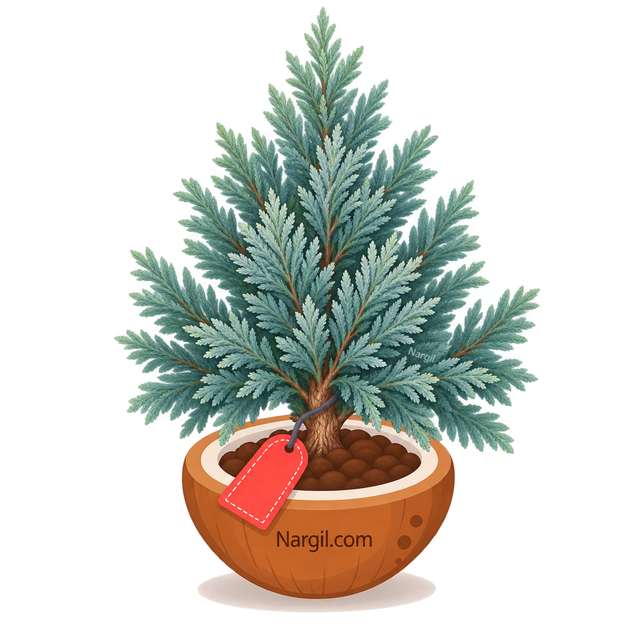 Nargil_Cupressus Arizonica